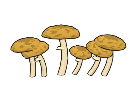 Honey fungus