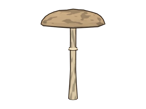 Parasol mushroom