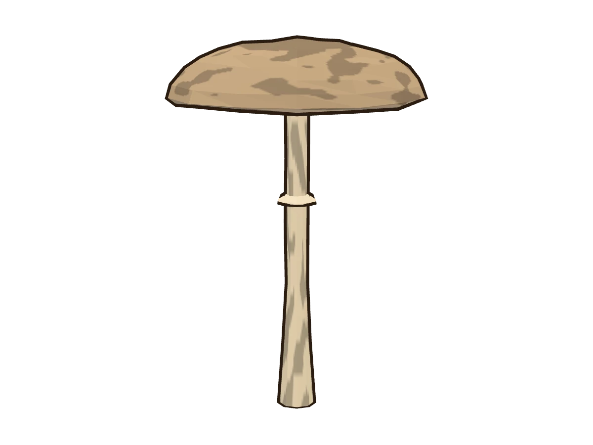 Parasol mushroom (Macrolepiota procera)
