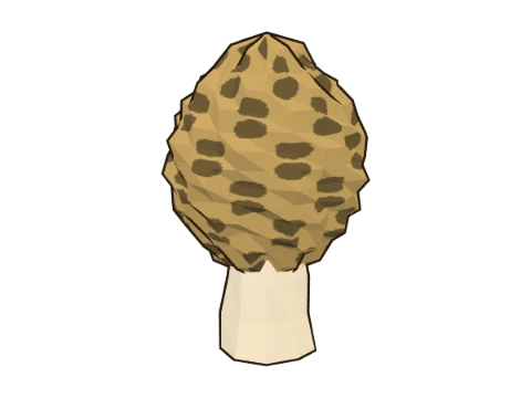 Yellow morel