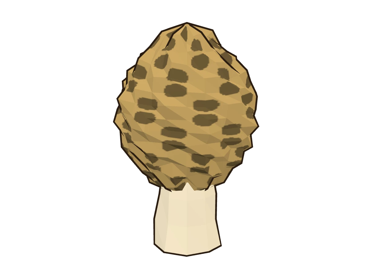 Colmenilla (Morchella esculenta)