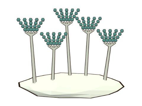 Penicillin mould