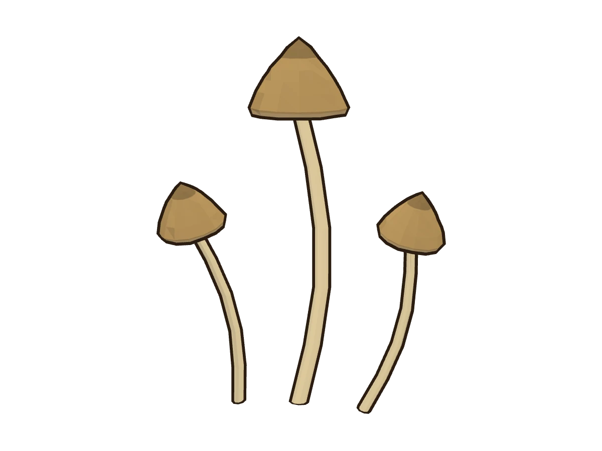 Mongui (Psilocybe semilanceata)